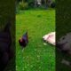 Golden prêt a jouer mais la poule est déjà occupée! #shorts #animals #goldenretriever #cute