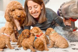 Goldendoodle Puppies First Reactions to NEW Sound