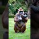 Gorillas and babies play games #animals #gorilla#baby #shorts #funny #love