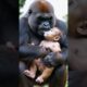 Gorillas and human descendants #cute #lovely #animals #poor #baby#gorilla