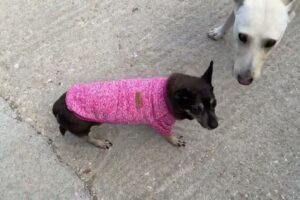 Grioula is Feeling Better and is Going for a Walk! - Takis Shelter