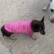 Grioula is Feeling Better and is Going for a Walk! - Takis Shelter