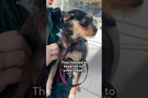 Guy Rescues Little Stray Dog Inside Dollar General | The Dodo