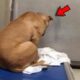 Heartbreaking Photo of Dog After Adoption Failed