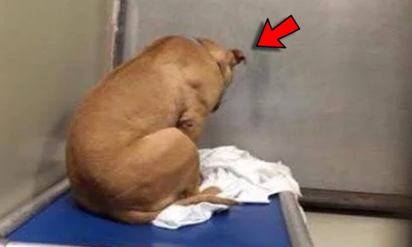 Heartbreaking Photo of Dog After Adoption Failed