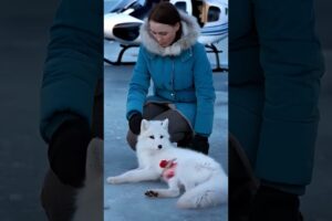 Heartwarming RescueMother Saves White Arctic Fox and Kit | Arctic Wildlife Fox RescueAnimal #shorts