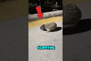 Hedgehog stuck in jar, unexpected ending🙏#animalrescue #petrescue #pets #rescue #hedgehog #animals