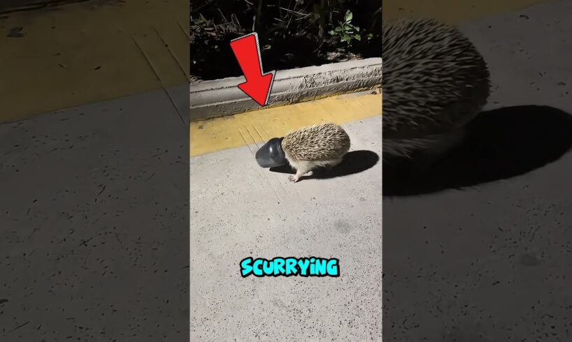 Hedgehog stuck in jar, unexpected ending🙏#animalrescue #petrescue #pets #rescue #hedgehog #animals