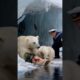 Help A little polar bear pleads with a sailor to rescue his injured mother trapped in a fishing net.