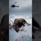 Heroic Strangers Unite for Wildlife Rescue: A Moose's Miraculous Survival Against All Odds #shorts