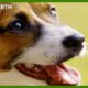 How Do Dogs Communicate? | Wonderful World of Puppies | BBC Earth