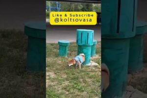 How I Spend My whole Day #shorts #youtubeshorts #shortvideo #foryou #dogs #dogshorts #funny #dog #me