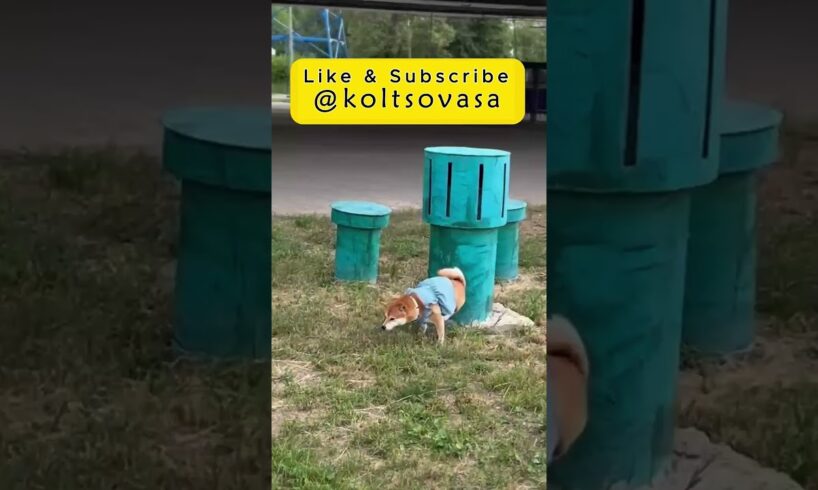 How I Spend My whole Day #shorts #youtubeshorts #shortvideo #foryou #dogs #dogshorts #funny #dog #me