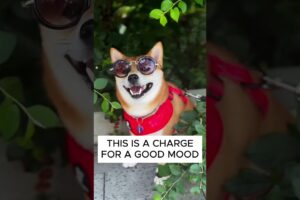 How a Good Mood Looks Like . . . #shorts #youtubeshorts #shortvideo #foryou #dogs #dogshorts #dog