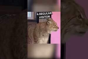 How a Rescued Bobcat Made this lady a Grandmother #shorts #shortsvideo #animals #animalsshorts #cute