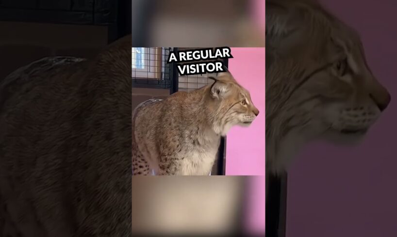 How a Rescued Bobcat Made this lady a Grandmother #shorts #shortsvideo #animals #animalsshorts #cute