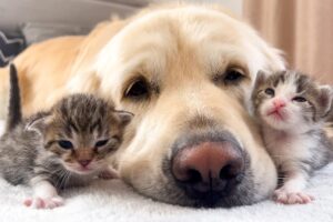 How the Golden Retriever and New Tiny Kittens Became Best Friends [Cutest Compilation]