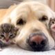 How the Golden Retriever and New Tiny Kittens Became Best Friends [Cutest Compilation]