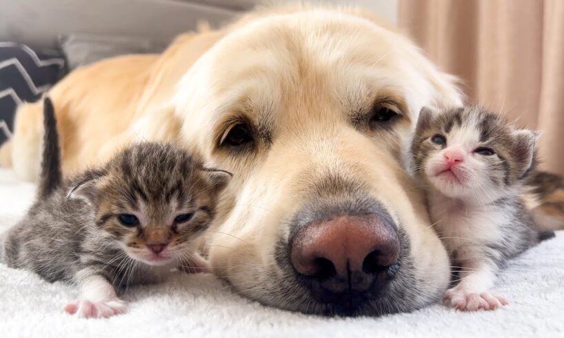 How the Golden Retriever and New Tiny Kittens Became Best Friends [Cutest Compilation]