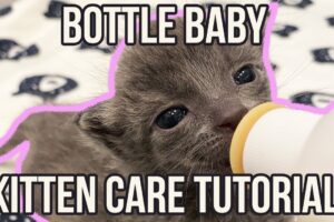 How to Care for a Bottle Baby Kitten (QUICK Tutorial!)