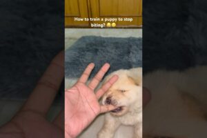 How to train a puppy to stop biting?😪#puppy #cute #funny #viralvideo #trending cutest puppy playing