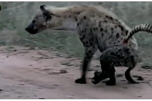 Hyenas' Resilience And Adaptability Amaze Us ! | Animal Fights