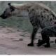 Hyenas' Resilience And Adaptability Amaze Us ! | Animal Fights