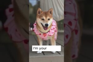 I am Your Bestie . . . ! #shorts #youtubeshorts #shortvideo #foryou #dogs #dogshorts #doglovers #dog