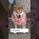 I am Your Bestie . . . ! #shorts #youtubeshorts #shortvideo #foryou #dogs #dogshorts #doglovers #dog