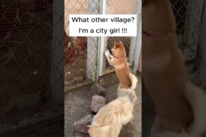 I am a City Girl #shorts #youtubeshorts #shortvideo #foryou #dogs #dogshorts #doglovers #pets #dog