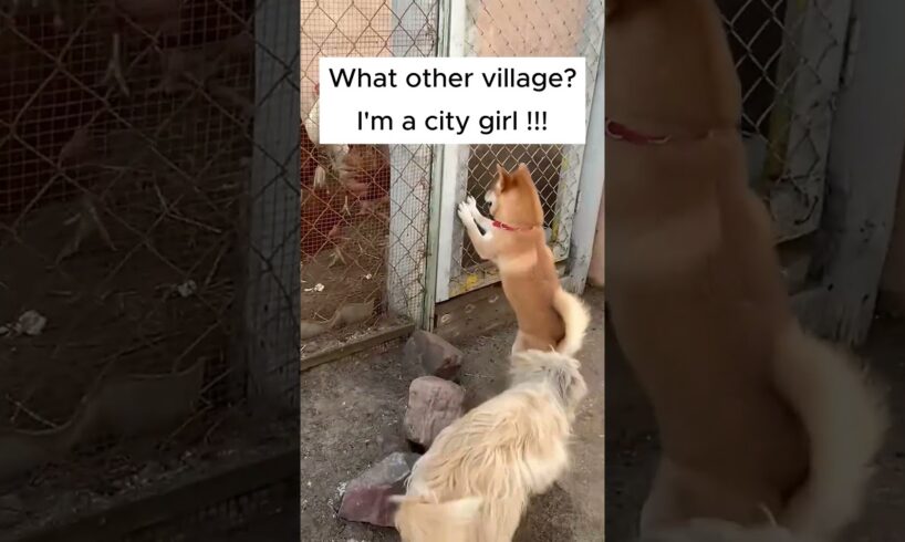 I am a City Girl #shorts #youtubeshorts #shortvideo #foryou #dogs #dogshorts #doglovers #pets #dog