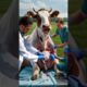 Incredible Animal Rescue: Doctors Heroic Race to Save a Pregnant Cow's Life #calf #cow #animals #pet