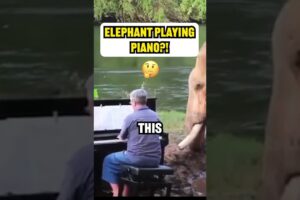 Injured Elephants Listen as a Man Plays Piano, and You Won’t Believe What Happens! 😱  #pets #shorts