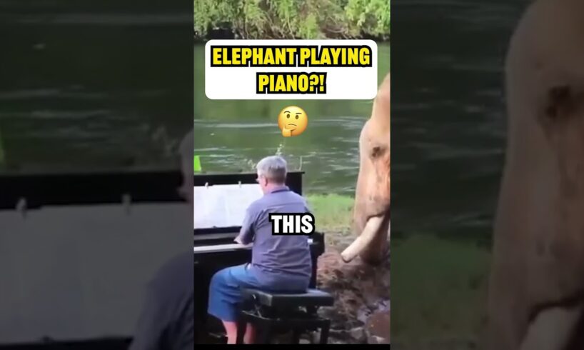 Injured Elephants Listen as a Man Plays Piano, and You Won’t Believe What Happens! 😱  #pets #shorts