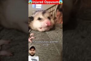 Injured Oppusum is rescued by women #animallover #oppusum #wildlife #babyanimal