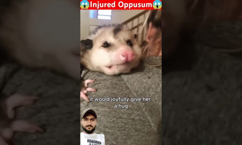 Injured Oppusum is rescued by women #animallover #oppusum #wildlife #babyanimal