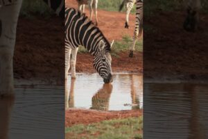 It's all there in black and white! ⚫️⚪️ #Zebra #Africa #Safari #Wildlife