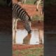 It's all there in black and white! ⚫️⚪️ #Zebra #Africa #Safari #Wildlife