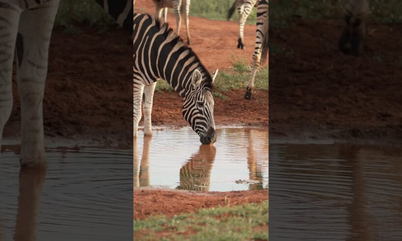 It's all there in black and white! ⚫️⚪️ #Zebra #Africa #Safari #Wildlife