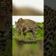 Jaguar di permainkan oleh berang2 #shorts #animals