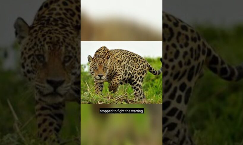 Jaguar di permainkan oleh berang2 #shorts #animals