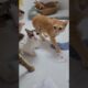 Khế thúi bị ăn cắp chất xám. Nhưng!! #khethui #funnycats #animals #cats