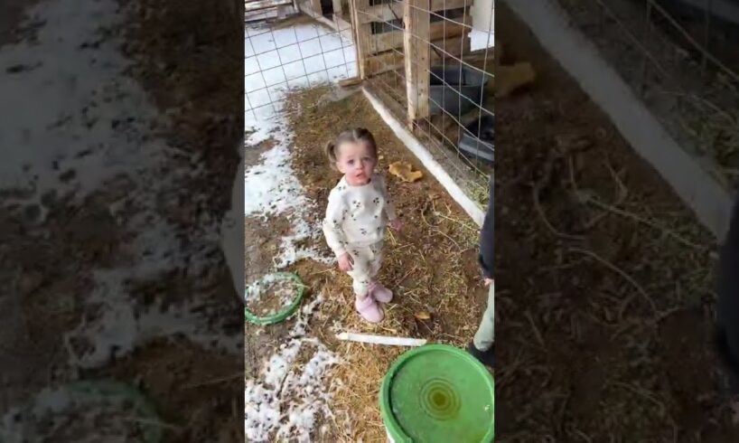 Kids Feeding Farm animals