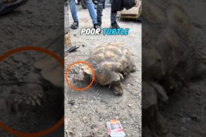 Kind Man Rescues Tied-Up Turtle and Gives It a Loving Home