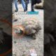 Kind Man Rescues Tied-Up Turtle and Gives It a Loving Home