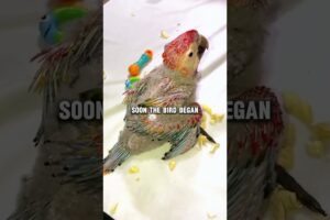 Kind man rescued a baby parrot #animals #rescue #animalrescue #animalshorts