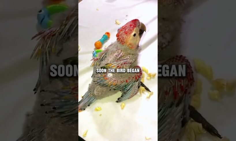 Kind man rescued a baby parrot #animals #rescue #animalrescue #animalshorts