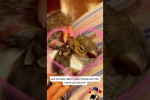 Kind man rescued a little baby rabbit #animals #rescue #animalrescue #animalshorts