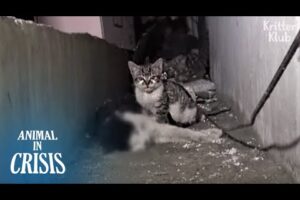 Kitten Can't Let Go Of His Dead Father, Kneading Him Until He Wakes Up (Part 1) | Animal in Crisis