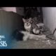 Kitten Can't Let Go Of His Dead Father, Kneading Him Until He Wakes Up (Part 1) | Animal in Crisis